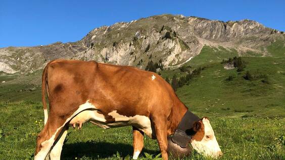 Saxeten Bern, Berner Oberland, Saxeten | Caritas-Bergeinsatz