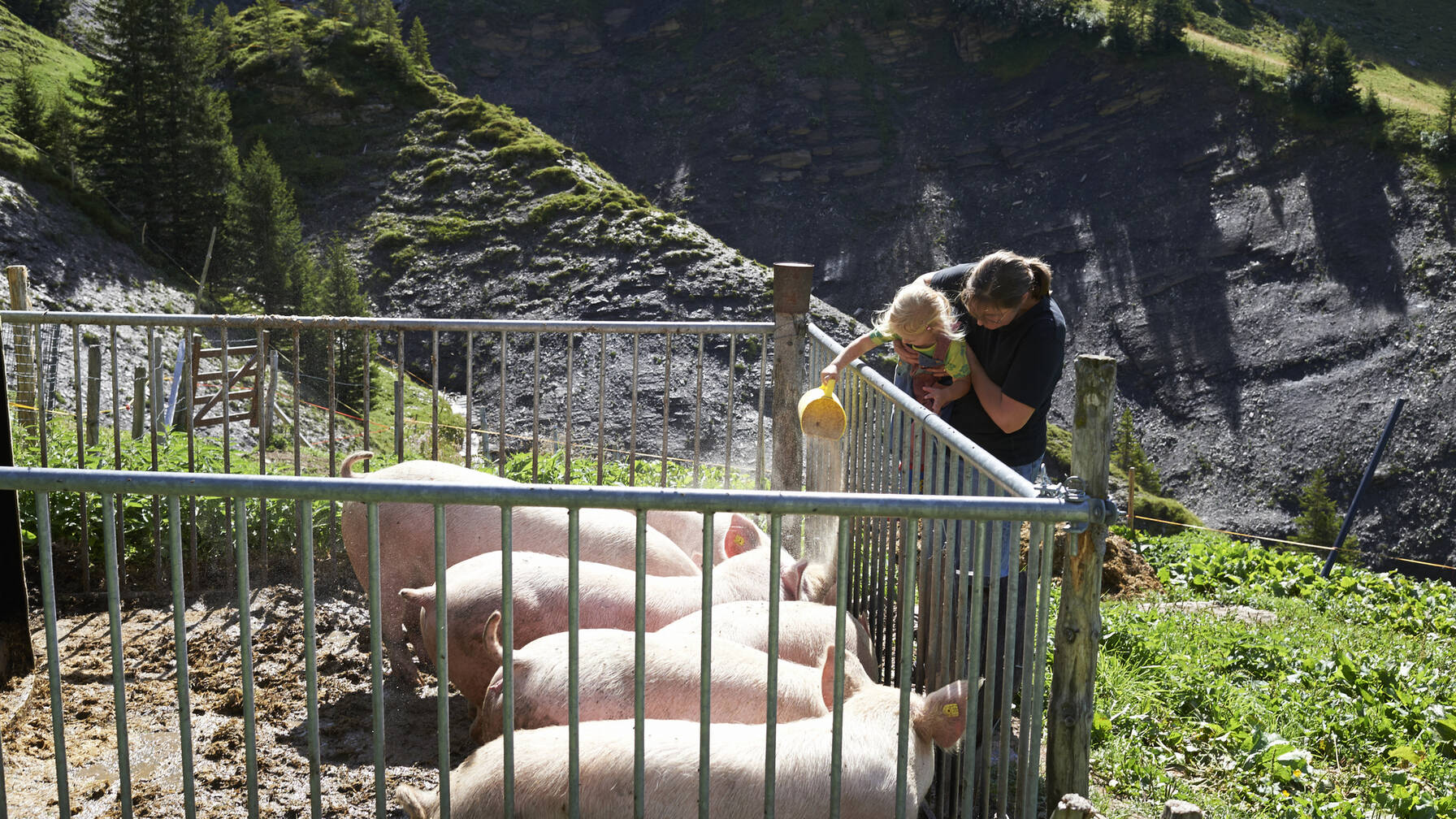 Les animaux sont nourris quotidiennement. 