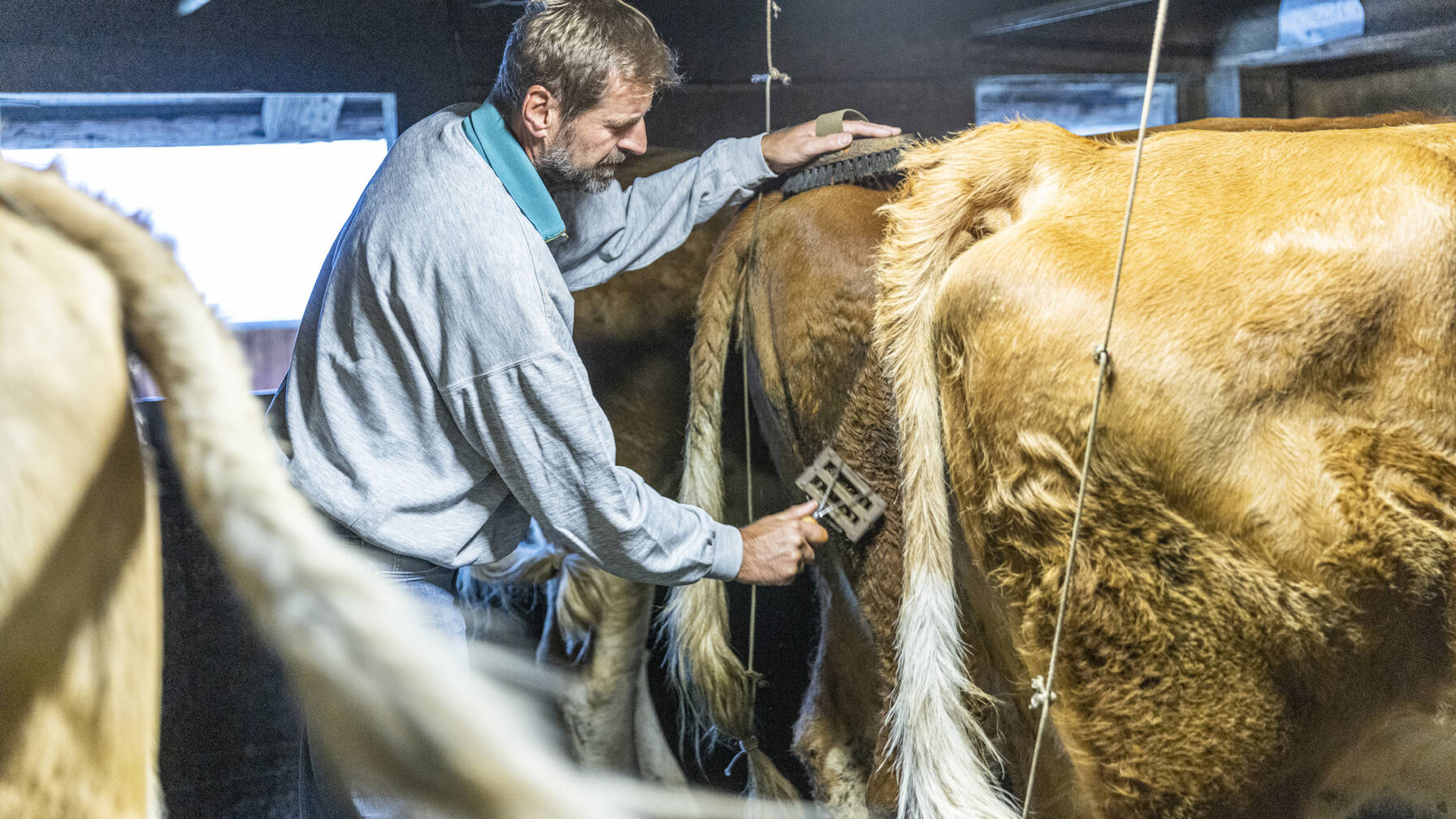 Les vaches sont étrillées. 